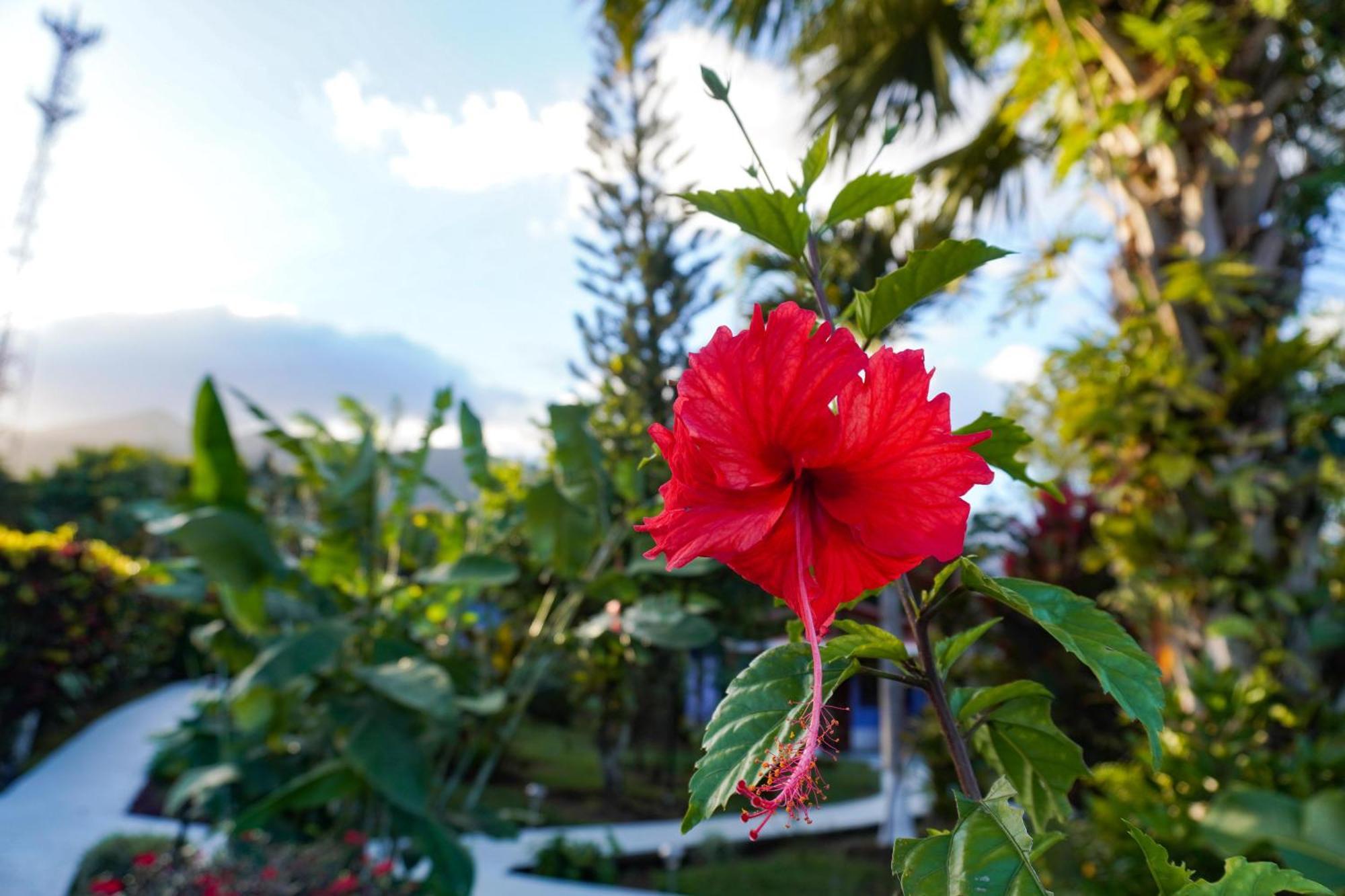Sueno Rio Celeste Boutique Guest house Bijagua