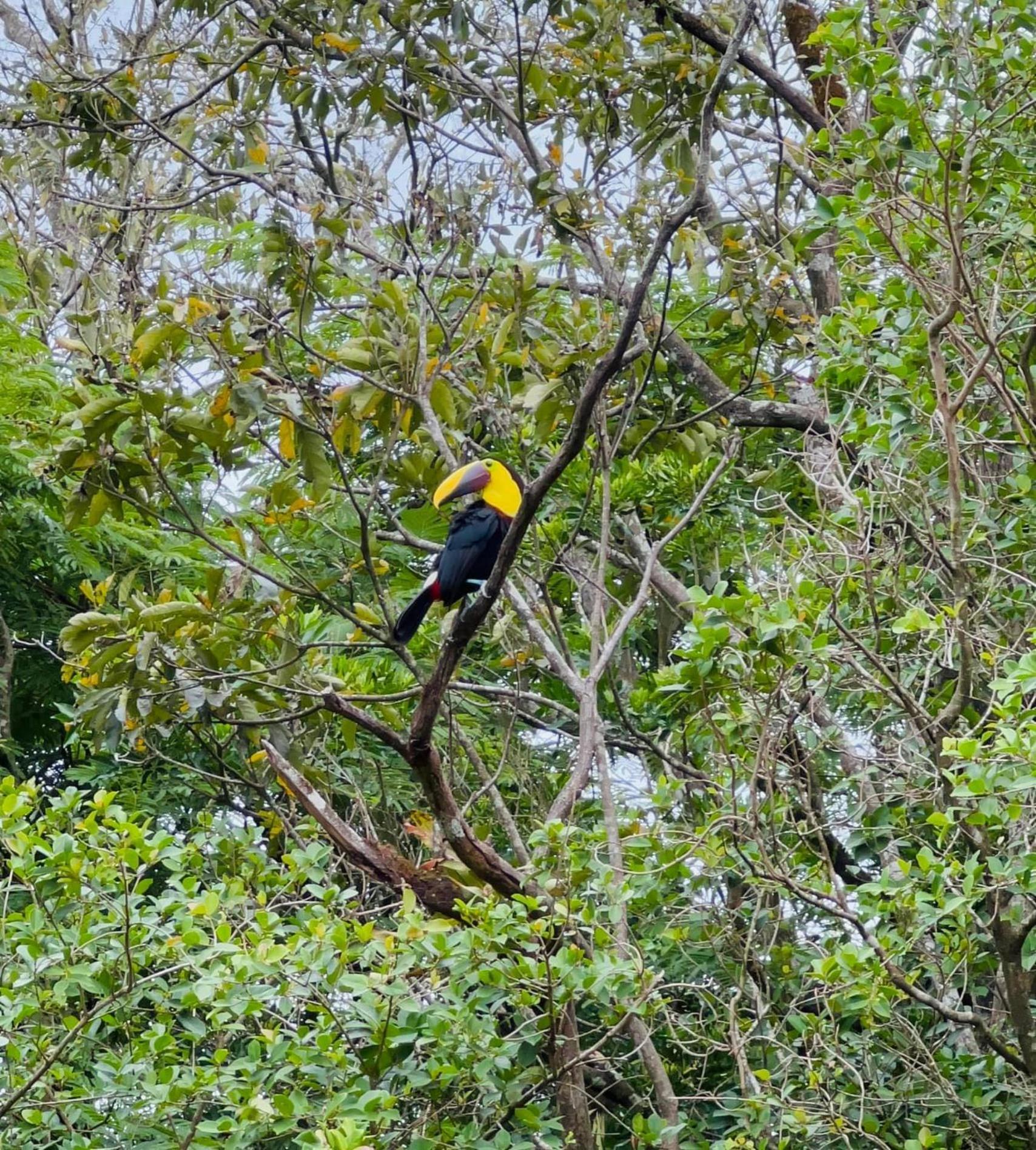 Pensión Sueño Río Celeste Bijagua